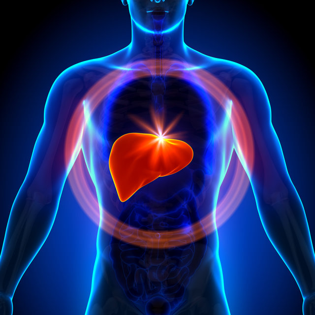 Ketogene Diät und die Leber Leber produziert ernährungsbedingt Ketone